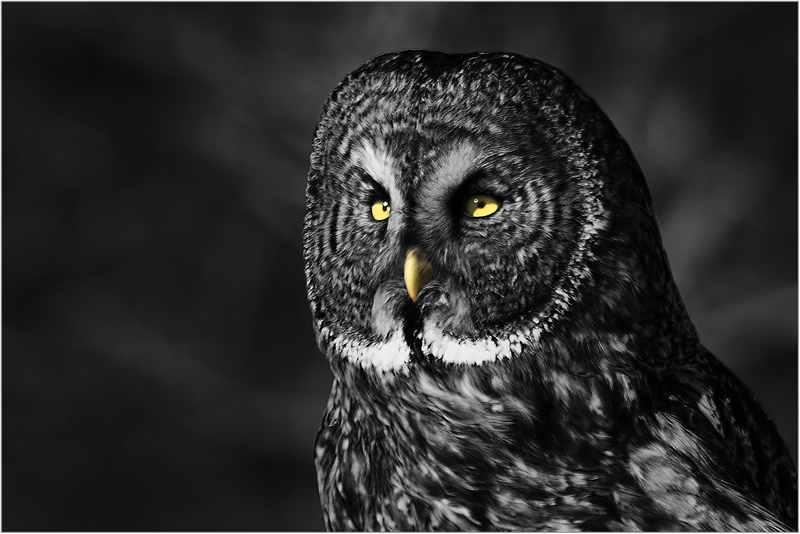 Honourable Mention Catch the Light by  Marlene Smith